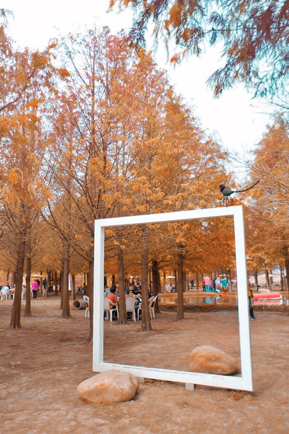 苗栗后里｜泰安落羽松．泰安羽粼落羽松，季節限定IG浪漫打卡秘境 @飛天璇的口袋