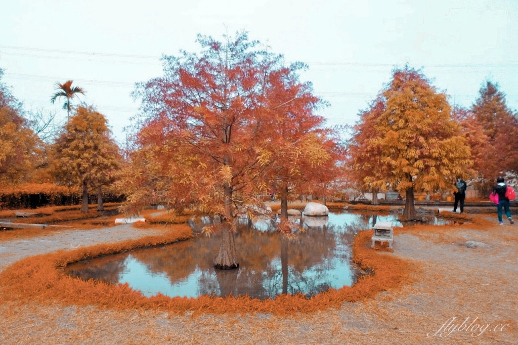 苗栗后里｜泰安落羽松．泰安羽粼落羽松，季節限定IG浪漫打卡秘境 @飛天璇的口袋