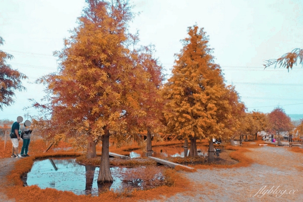 苗栗后里｜泰安落羽松．泰安羽粼落羽松，季節限定IG浪漫打卡秘境 @飛天璇的口袋