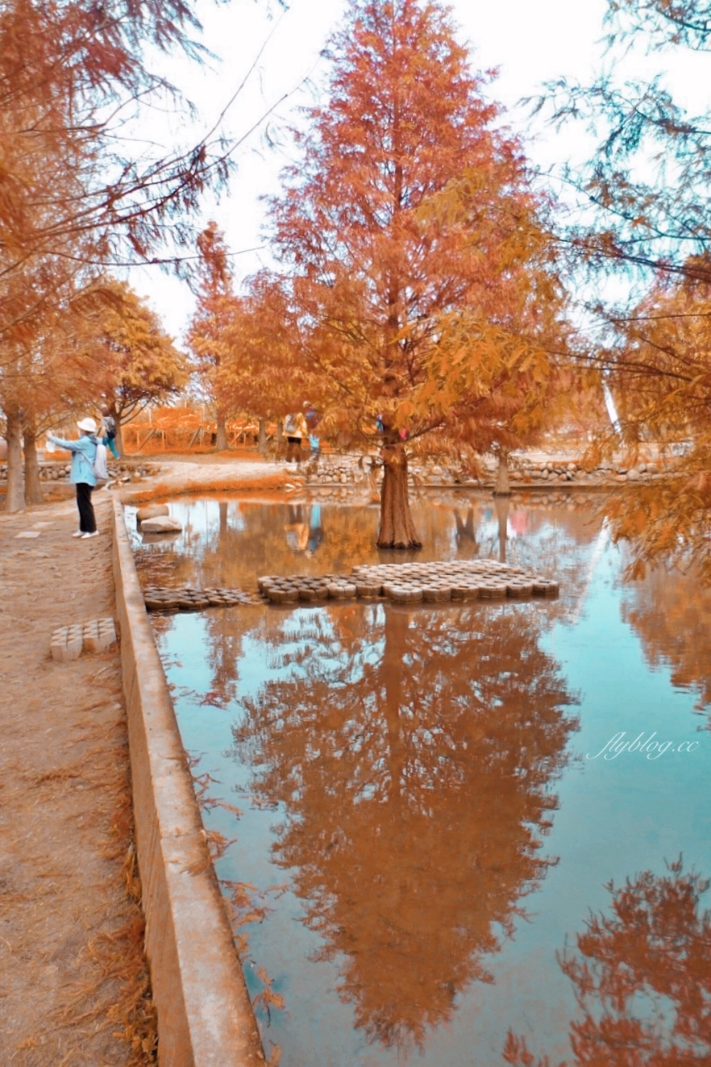 苗栗后里｜泰安落羽松．泰安羽粼落羽松，季節限定IG浪漫打卡秘境 @飛天璇的口袋