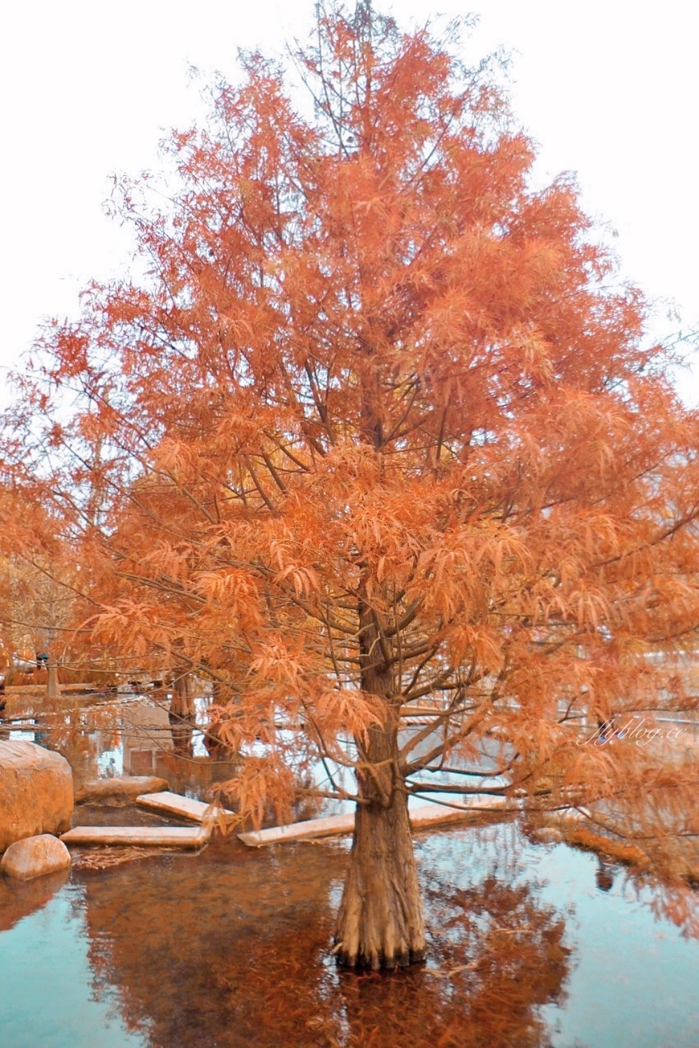 苗栗后里｜泰安落羽松．泰安羽粼落羽松，季節限定IG浪漫打卡秘境 @飛天璇的口袋