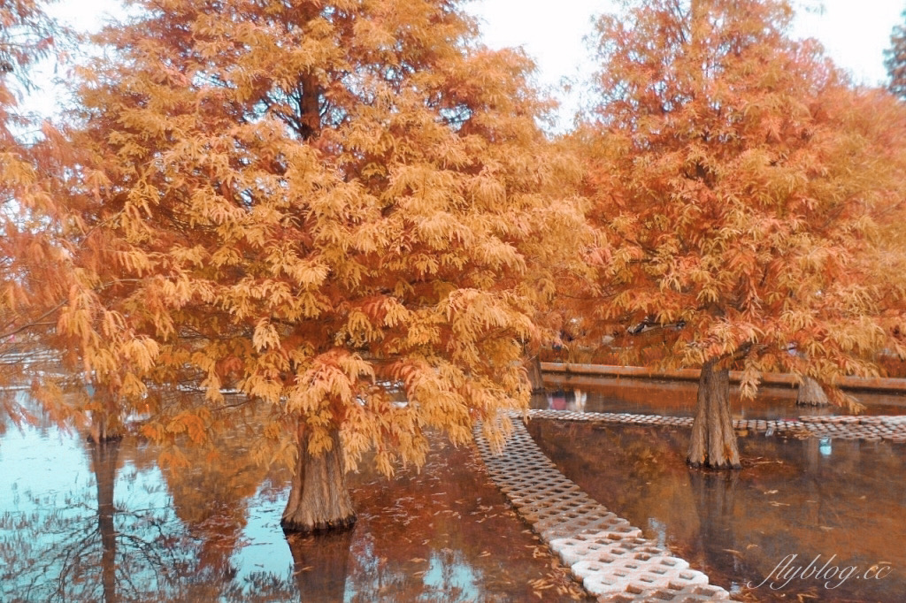 苗栗后里｜泰安落羽松．泰安羽粼落羽松，季節限定IG浪漫打卡秘境 @飛天璇的口袋