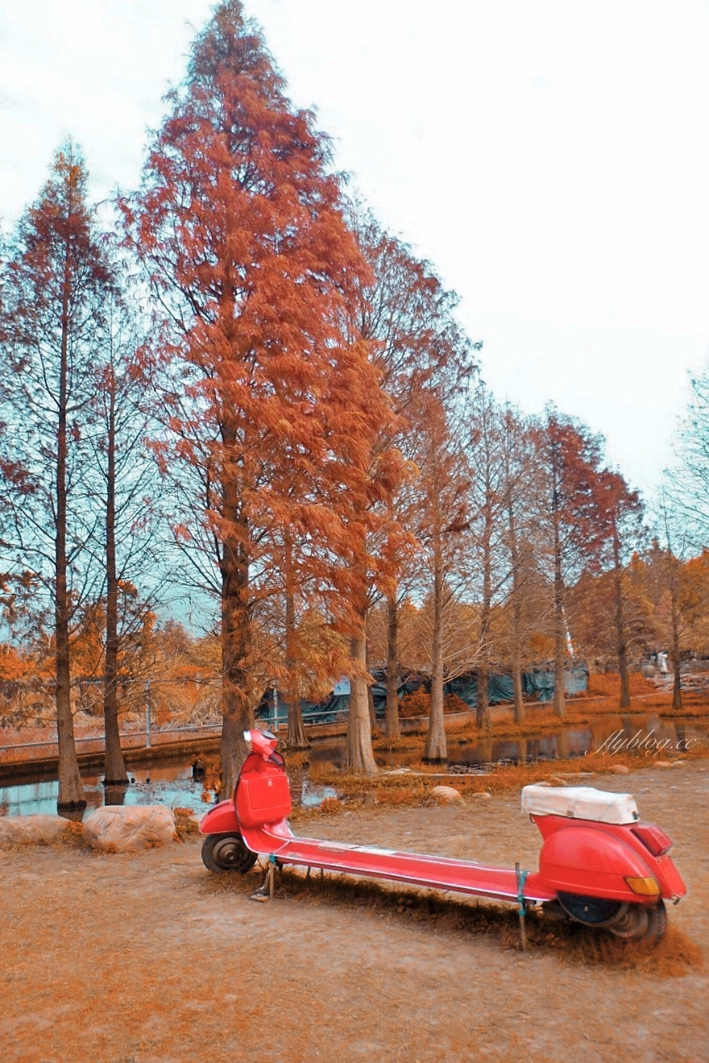 苗栗后里｜泰安落羽松．泰安羽粼落羽松，季節限定IG浪漫打卡秘境 @飛天璇的口袋