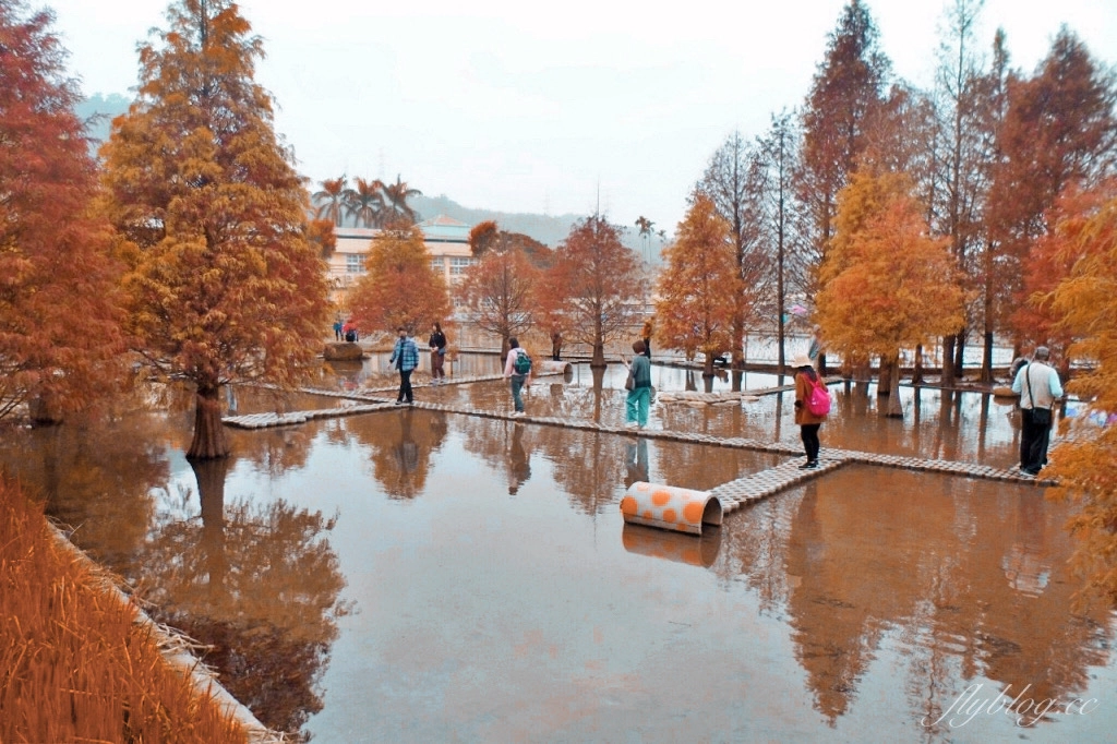 苗栗后里｜泰安落羽松．泰安羽粼落羽松，季節限定IG浪漫打卡秘境 @飛天璇的口袋