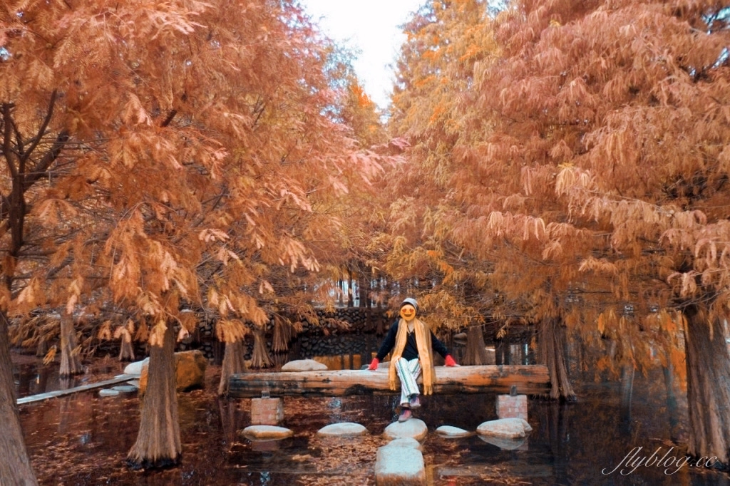 苗栗后里｜泰安落羽松．泰安羽粼落羽松，季節限定IG浪漫打卡秘境 @飛天璇的口袋