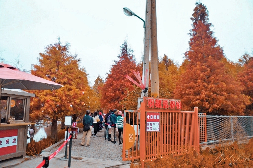 苗栗后里｜泰安落羽松．泰安羽粼落羽松，季節限定IG浪漫打卡秘境 @飛天璇的口袋