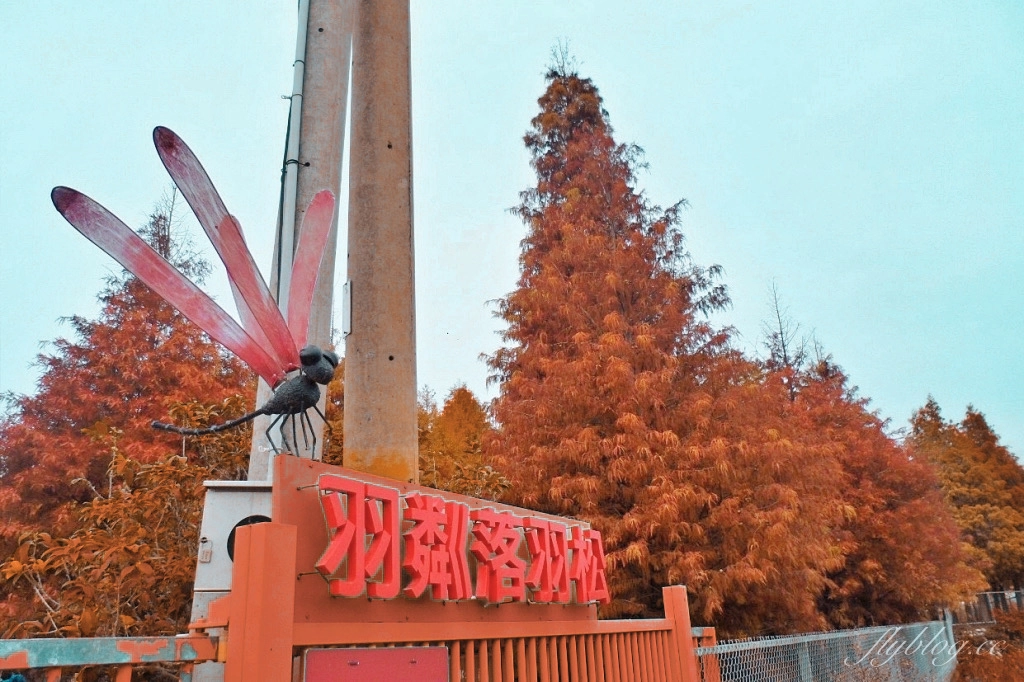 苗栗后里｜泰安落羽松．泰安羽粼落羽松，季節限定IG浪漫打卡秘境 @飛天璇的口袋