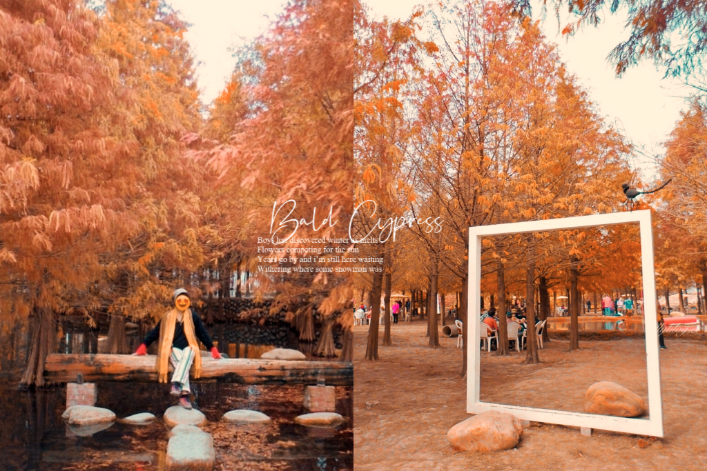 苗栗后里｜泰安落羽松．泰安羽粼落羽松，季節限定IG浪漫打卡秘境 @飛天璇的口袋