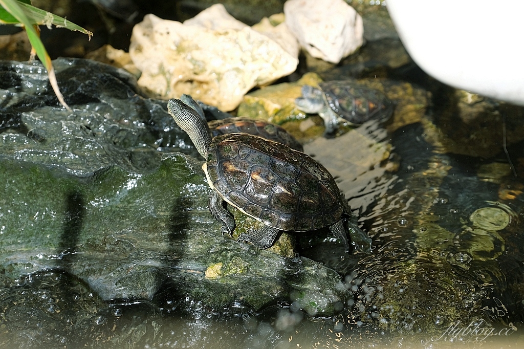 台中東區｜台中南天宮，146公尺的聖帝大神像，體驗穿唐服Cosplay，還可以借發財金 @飛天璇的口袋