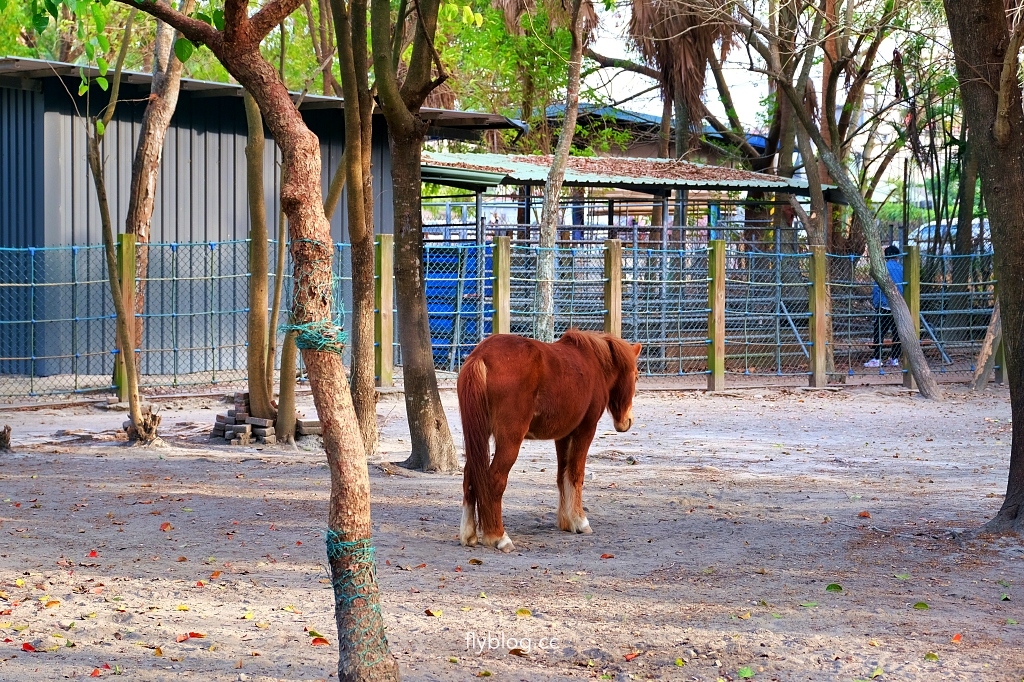 溪州公園｜2023花在彰化，進入愛麗絲夢遊仙境的童話世界 @飛天璇的口袋