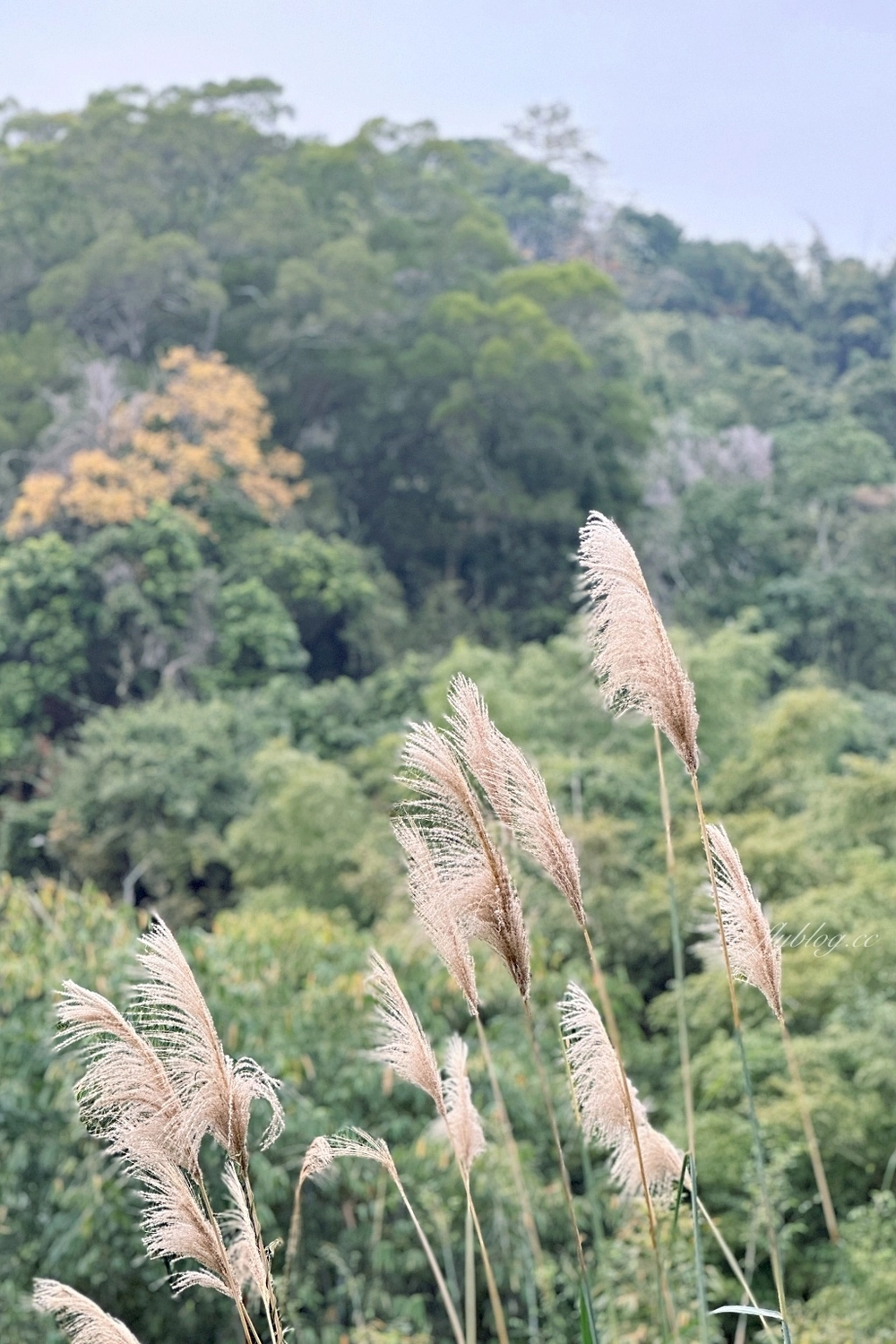 台中北屯｜大坑7號步道．全長1.3公里連接風動石公園，還有小朋友最愛的兒童遊樂園 @飛天璇的口袋