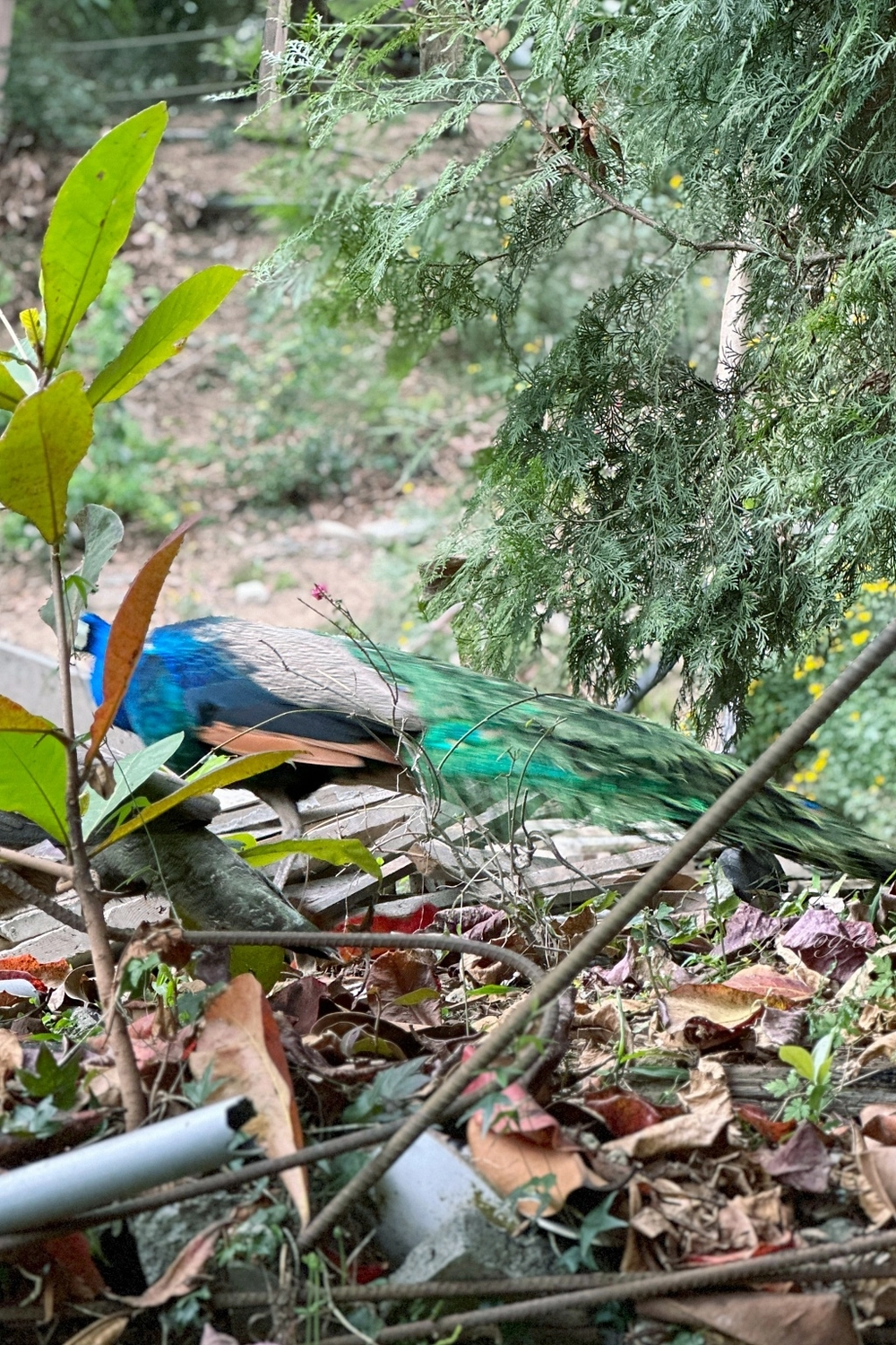 台中北屯｜大坑7號步道．全長1.3公里連接風動石公園，還有小朋友最愛的兒童遊樂園 @飛天璇的口袋