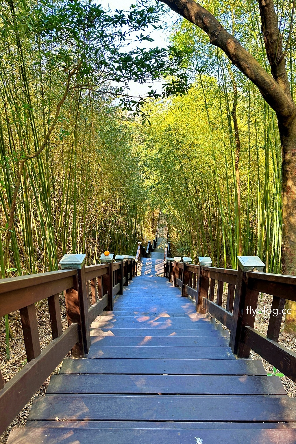 台中后里｜鳳凰山步道．沿路許多涼亭和觀景台，路線好走又有林蔭遮敝 @飛天璇的口袋