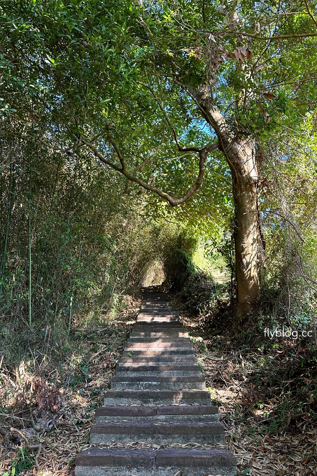 台中后里｜鳳凰山步道．沿路許多涼亭和觀景台，路線好走又有林蔭遮敝 @飛天璇的口袋