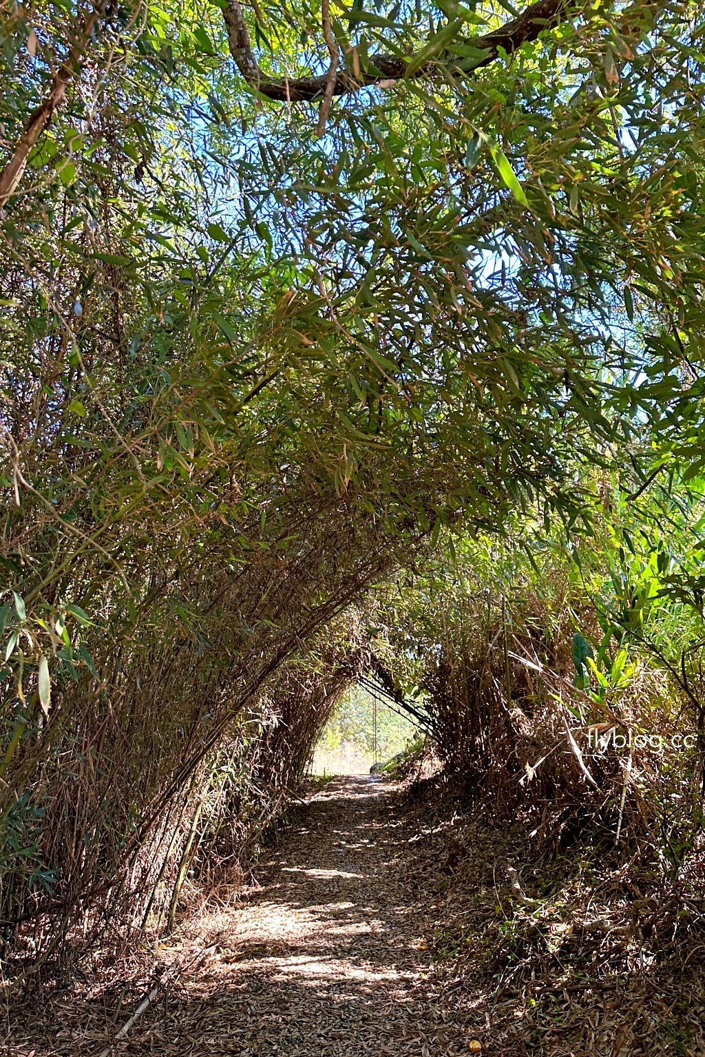 台中后里｜鳳凰山步道．沿路許多涼亭和觀景台，路線好走又有林蔭遮敝 @飛天璇的口袋
