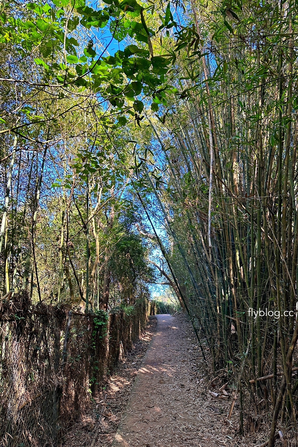 台中后里｜鳳凰山步道．沿路許多涼亭和觀景台，路線好走又有林蔭遮敝 @飛天璇的口袋