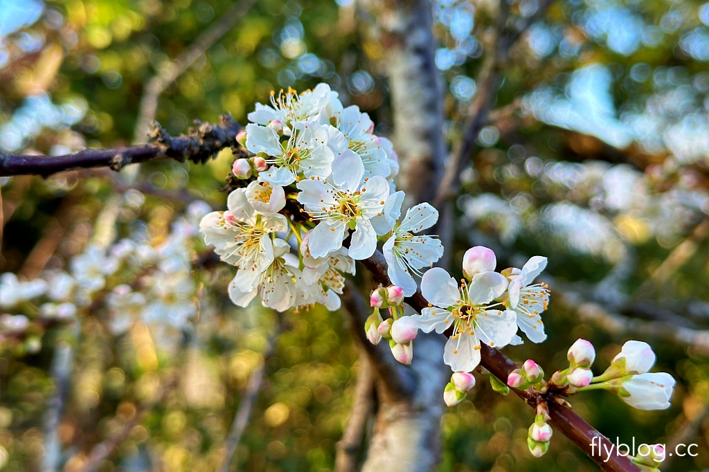 台中后里｜鳳凰山步道．沿路許多涼亭和觀景台，路線好走又有林蔭遮敝 @飛天璇的口袋