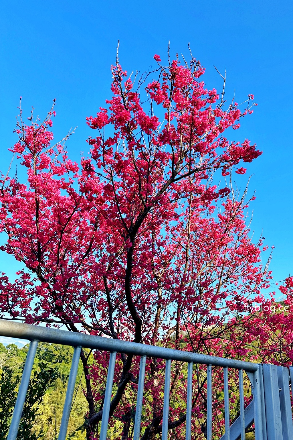 台中后里｜鳳凰山步道．沿路許多涼亭和觀景台，路線好走又有林蔭遮敝 @飛天璇的口袋