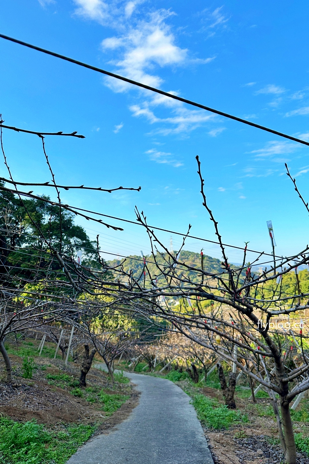 台中后里｜鳳凰山步道．沿路許多涼亭和觀景台，路線好走又有林蔭遮敝 @飛天璇的口袋