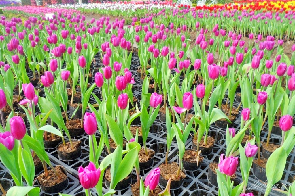 中社觀光花市花海｜鬱金香花海正美，一年四季不同的花卉，還有BBQ烤肉同樂區 @飛天璇的口袋