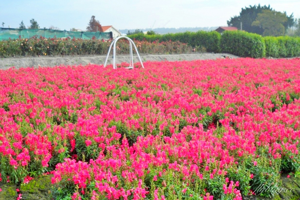 中社觀光花市花海｜鬱金香花海正美，一年四季不同的花卉，還有BBQ烤肉同樂區 @飛天璇的口袋