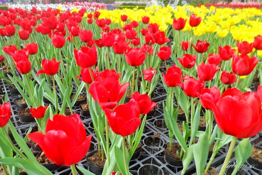 中社觀光花市花海｜鬱金香花海正美，一年四季不同的花卉，還有BBQ烤肉同樂區 @飛天璇的口袋