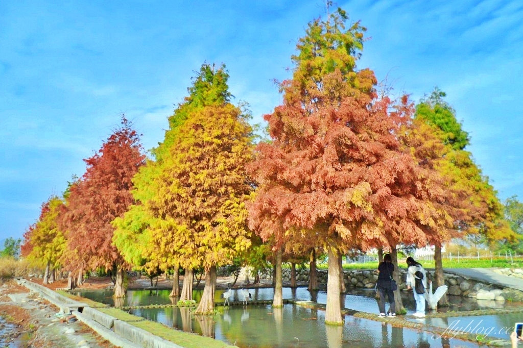 中社觀光花市花海｜鬱金香花海正美，一年四季不同的花卉，還有BBQ烤肉同樂區 @飛天璇的口袋