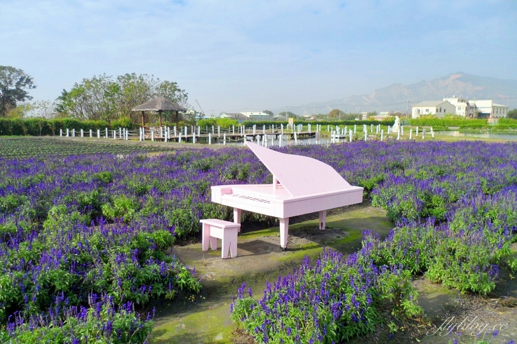 中社觀光花市花海｜鬱金香花海正美，一年四季不同的花卉，還有BBQ烤肉同樂區 @飛天璇的口袋