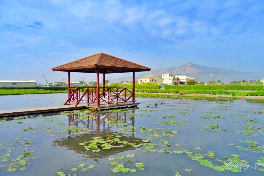 中社觀光花市花海｜鬱金香花海正美，一年四季不同的花卉，還有BBQ烤肉同樂區 @飛天璇的口袋