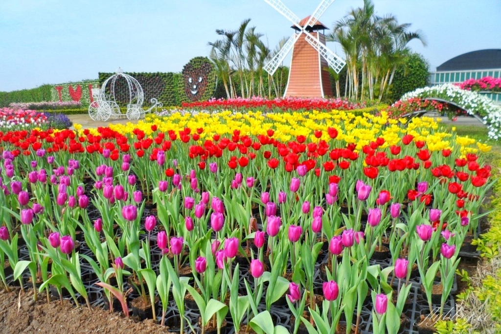 中社觀光花市花海｜鬱金香花海正美，一年四季不同的花卉，還有BBQ烤肉同樂區 @飛天璇的口袋