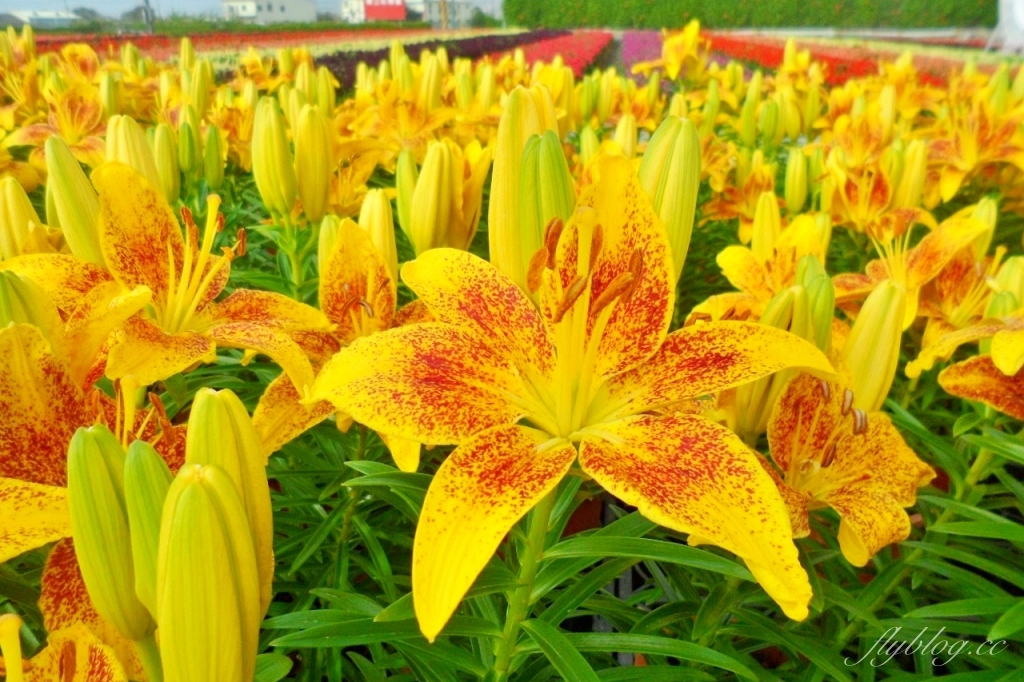 中社觀光花市花海｜鬱金香花海正美，一年四季不同的花卉，還有BBQ烤肉同樂區 @飛天璇的口袋