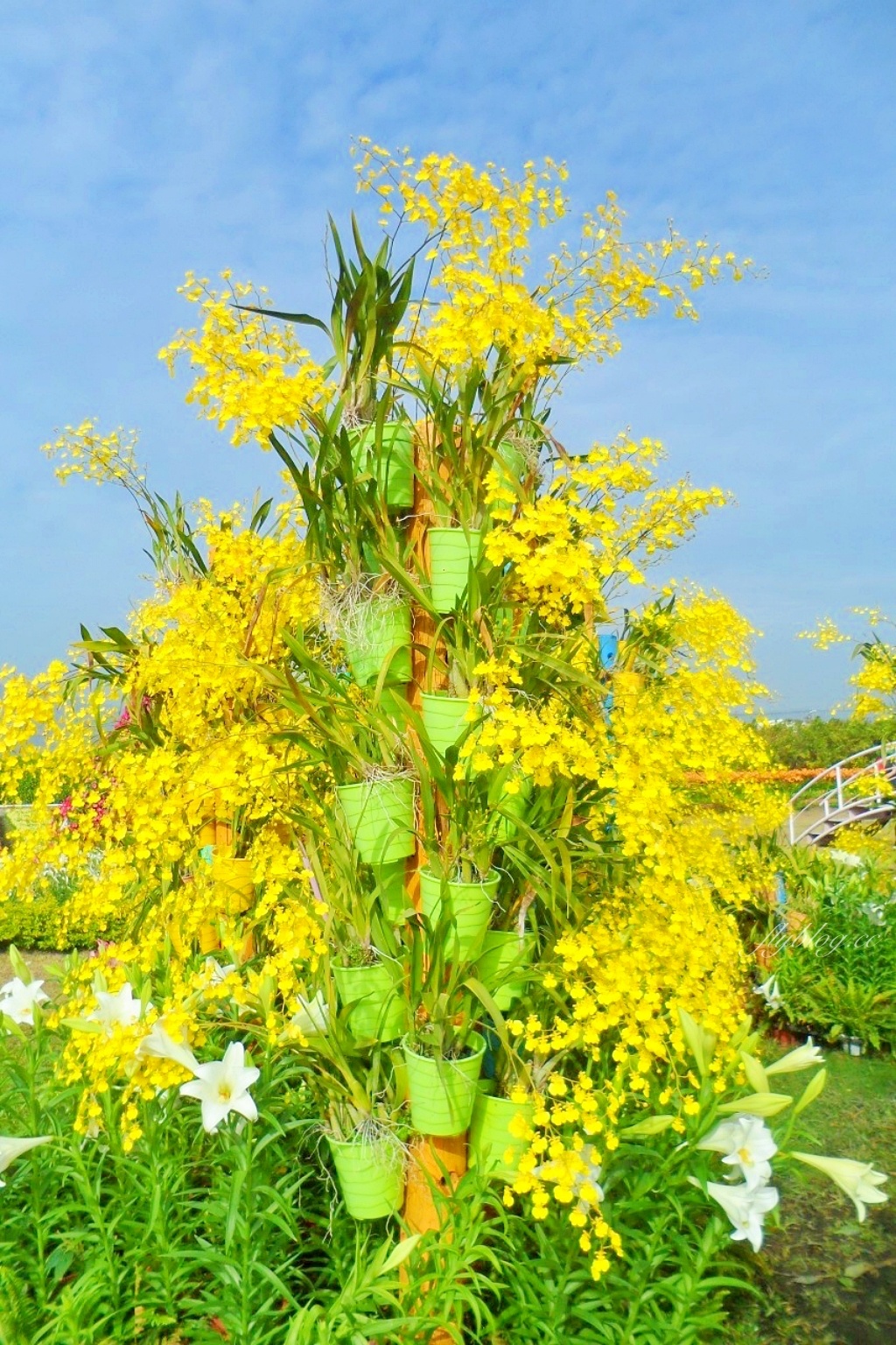 中社觀光花市花海｜鬱金香花海正美，一年四季不同的花卉，還有BBQ烤肉同樂區 @飛天璇的口袋