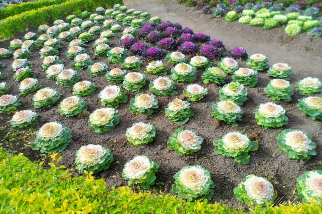中社觀光花市花海｜鬱金香花海正美，一年四季不同的花卉，還有BBQ烤肉同樂區 @飛天璇的口袋