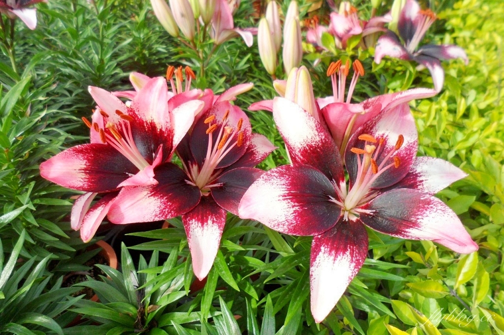 中社觀光花市花海｜鬱金香花海正美，一年四季不同的花卉，還有BBQ烤肉同樂區 @飛天璇的口袋