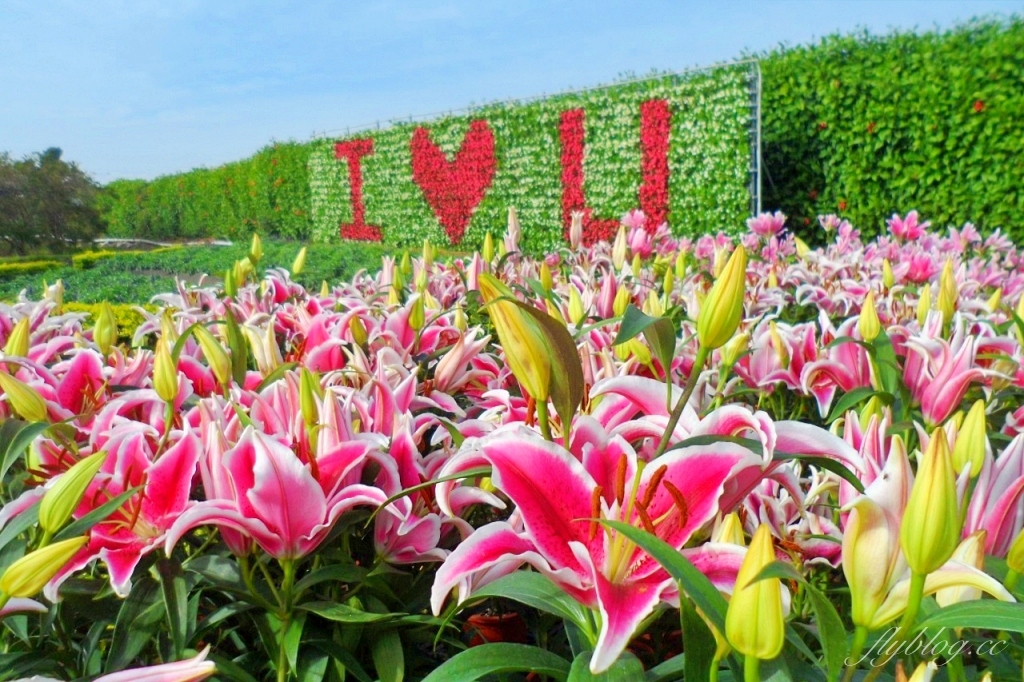 中社觀光花市花海｜鬱金香花海正美，一年四季不同的花卉，還有BBQ烤肉同樂區 @飛天璇的口袋