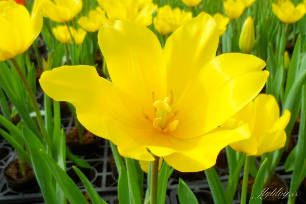 中社觀光花市花海｜鬱金香花海正美，一年四季不同的花卉，還有BBQ烤肉同樂區 @飛天璇的口袋