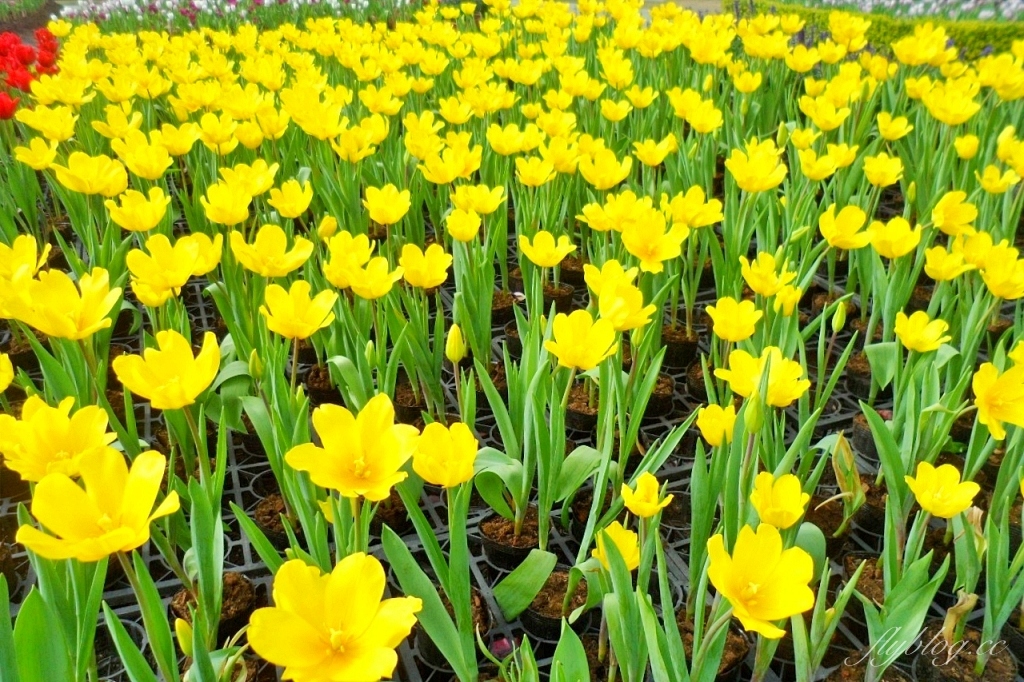 中社觀光花市花海｜鬱金香花海正美，一年四季不同的花卉，還有BBQ烤肉同樂區 @飛天璇的口袋