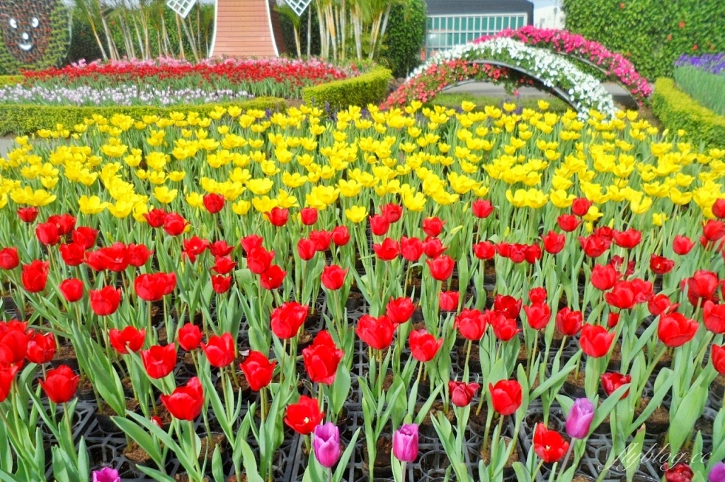 中社觀光花市花海｜鬱金香花海正美，一年四季不同的花卉，還有BBQ烤肉同樂區 @飛天璇的口袋