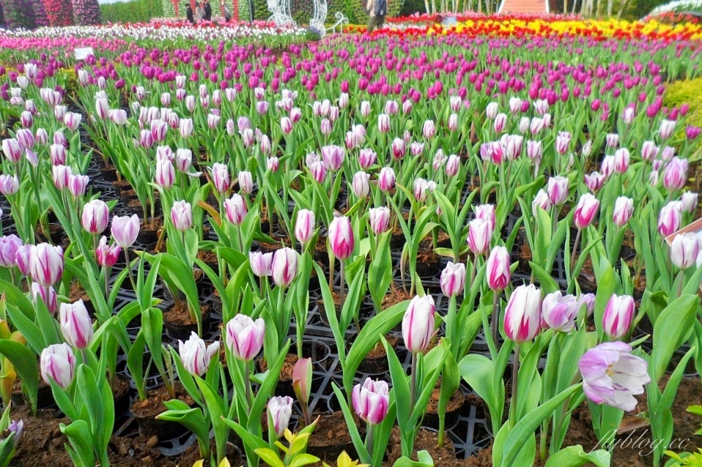 中社觀光花市花海｜鬱金香花海正美，一年四季不同的花卉，還有BBQ烤肉同樂區 @飛天璇的口袋
