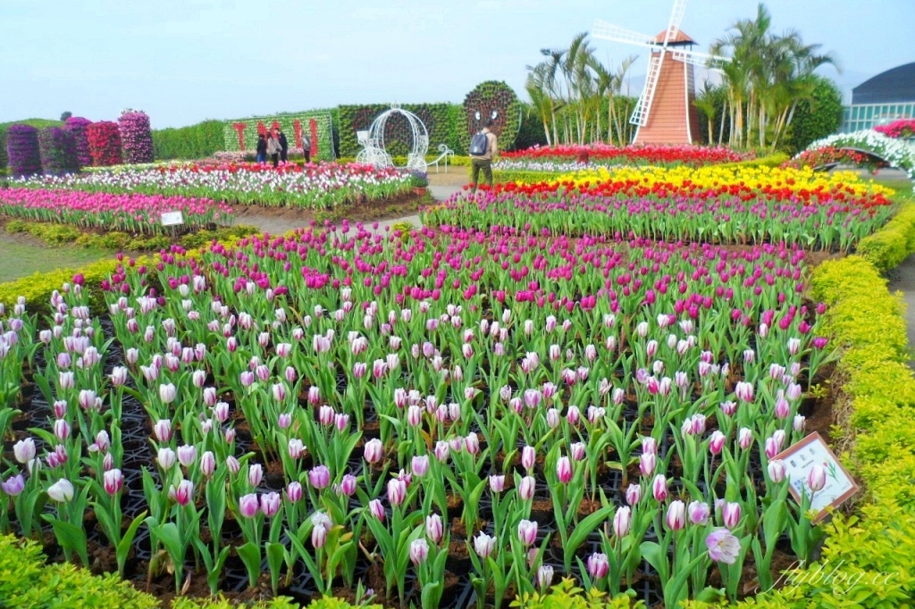 中社觀光花市花海｜鬱金香花海正美，一年四季不同的花卉，還有BBQ烤肉同樂區 @飛天璇的口袋