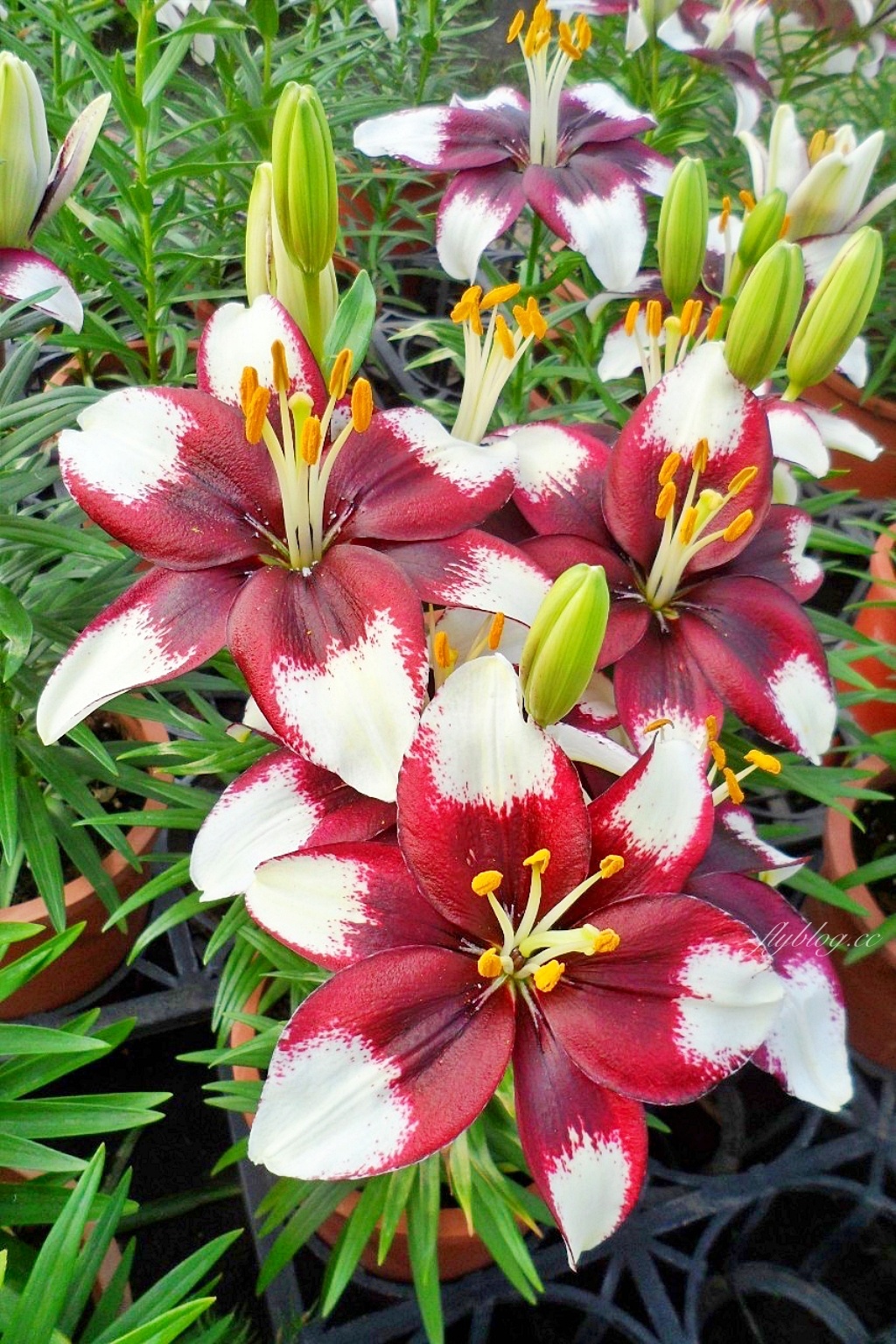 中社觀光花市花海｜鬱金香花海正美，一年四季不同的花卉，還有BBQ烤肉同樂區 @飛天璇的口袋