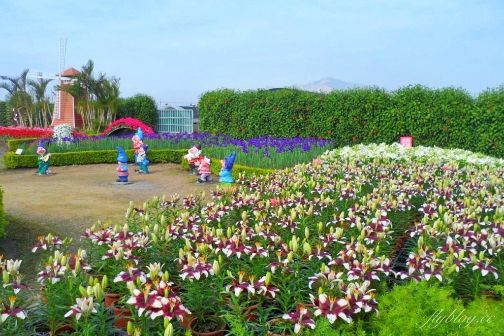 中社觀光花市花海｜鬱金香花海正美，一年四季不同的花卉，還有BBQ烤肉同樂區 @飛天璇的口袋
