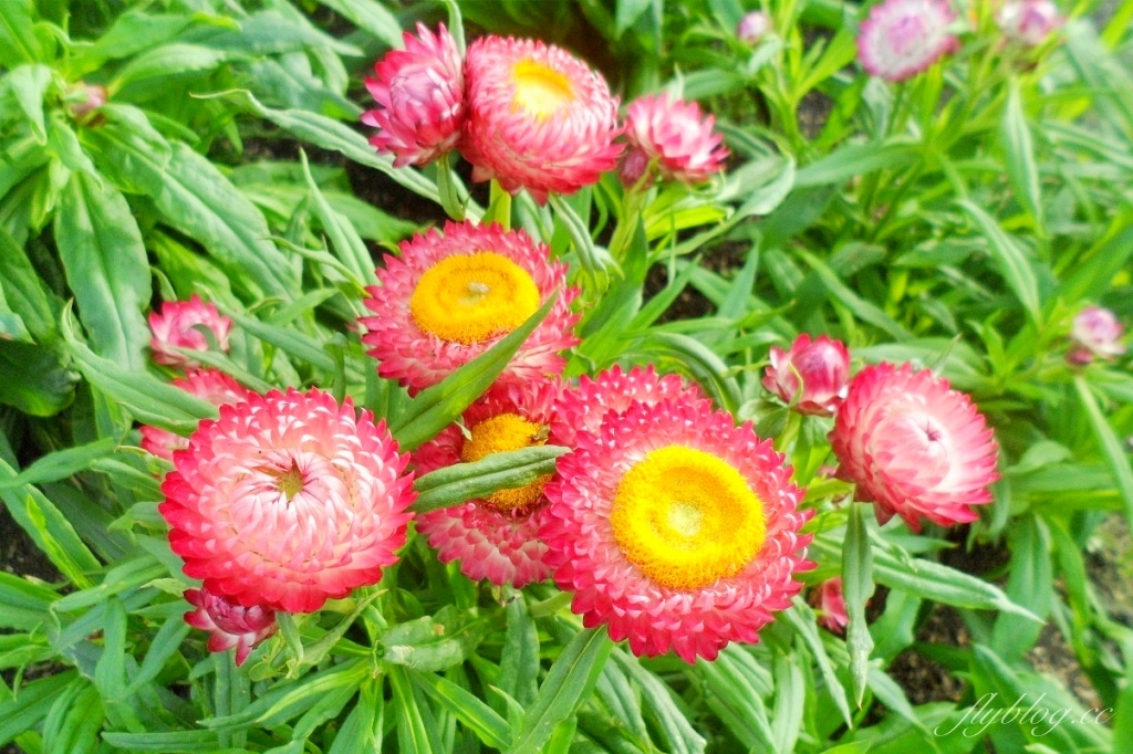 中社觀光花市花海｜鬱金香花海正美，一年四季不同的花卉，還有BBQ烤肉同樂區 @飛天璇的口袋