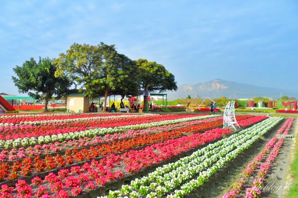 中社觀光花市花海｜鬱金香花海正美，一年四季不同的花卉，還有BBQ烤肉同樂區 @飛天璇的口袋