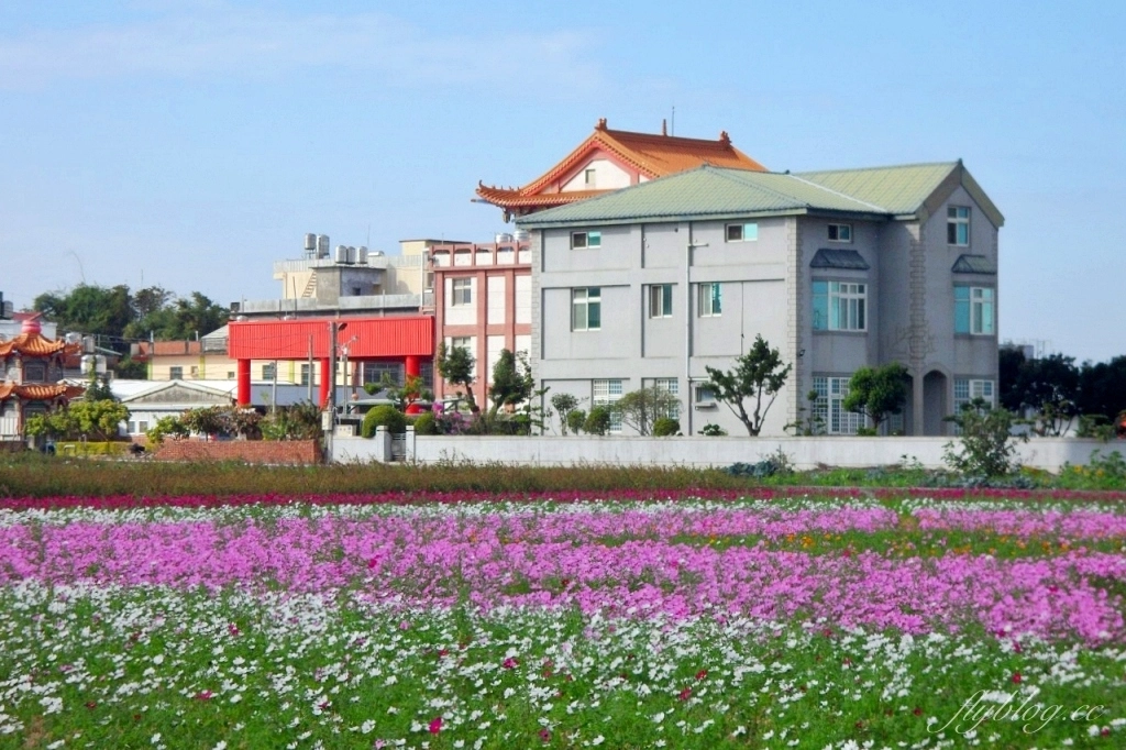 彰化秀水｜金陵村花海盛開中，日本味十足的建築寶灝禪寺，金陵風箏花海節1/15開跑 @飛天璇的口袋
