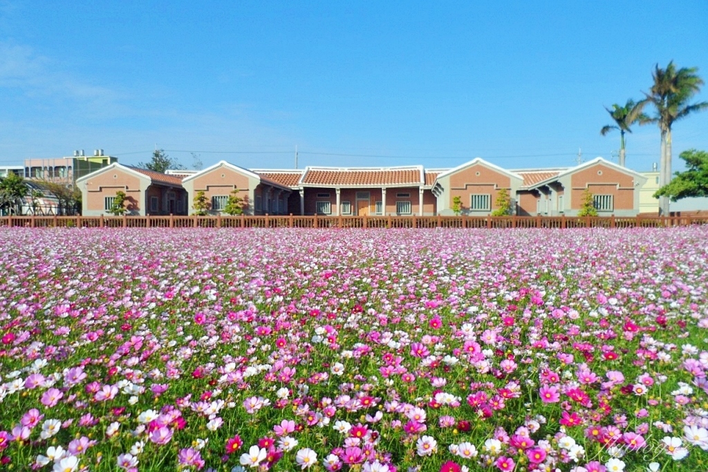 彰化鹿港｜許木農村文物紀念館，鹿港古厝前浪漫花海，波斯菊向日葵盛開中 @飛天璇的口袋