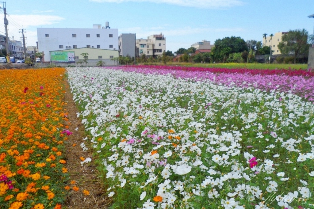 彰化秀水｜金陵村花海盛開中，日本味十足的建築寶灝禪寺，金陵風箏花海節1/15開跑 @飛天璇的口袋