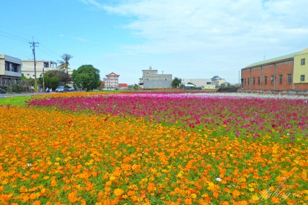 彰化秀水｜金陵村花海盛開中，日本味十足的建築寶灝禪寺，金陵風箏花海節1/15開跑 @飛天璇的口袋