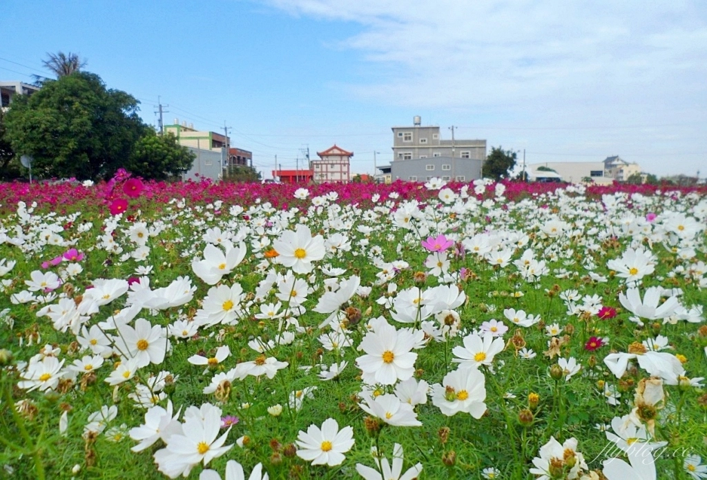 彰化秀水｜金陵村花海盛開中，日本味十足的建築寶灝禪寺，金陵風箏花海節1/15開跑 @飛天璇的口袋