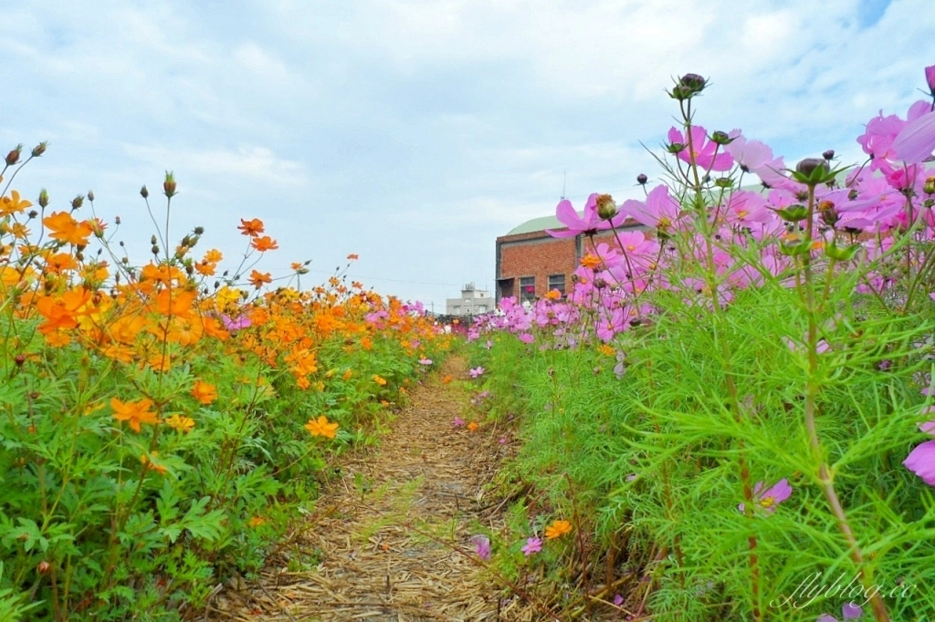 彰化秀水｜金陵村花海盛開中，日本味十足的建築寶灝禪寺，金陵風箏花海節1/15開跑 @飛天璇的口袋